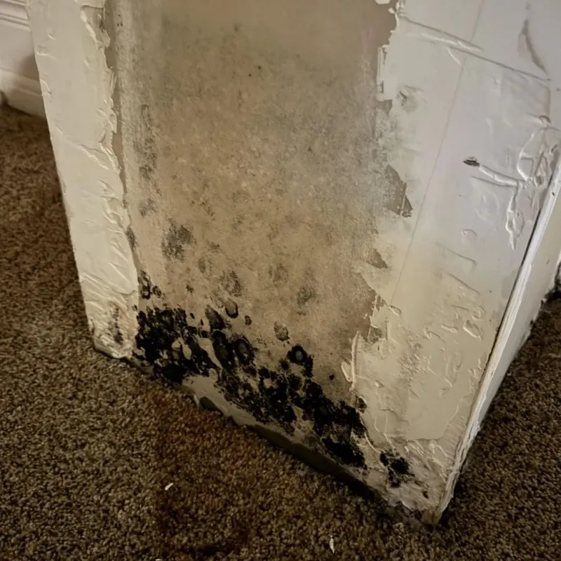 Professional Mold Removal in Harrison County, MS